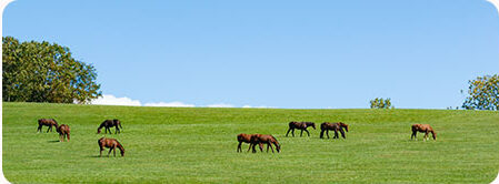 広い牧場でのびのび育つ馬のイメージ写真